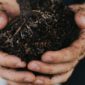 fertilization tips - take care