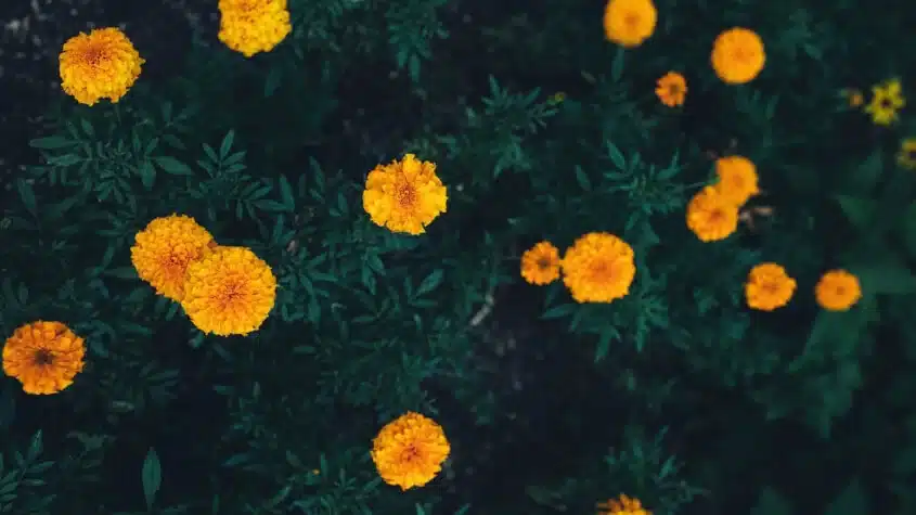 Marigolds deter wasps