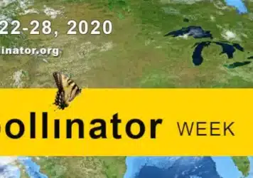 pollinator week and gardening