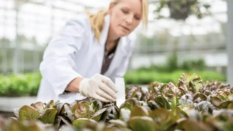 lady propagating plants