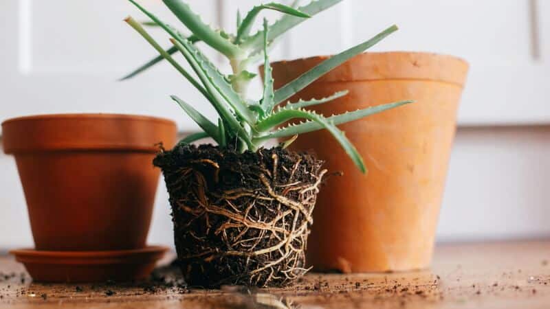 Repotting aloe vera indoor plant