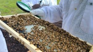 Honey Bee Apiary Bees Honeycomb