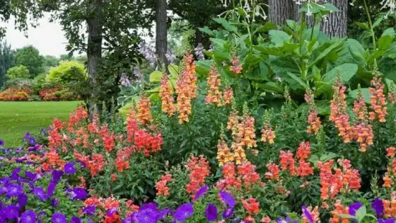 low maintenance plants in a flower garden