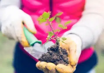 gardening new year's resolutions - plant a seedling