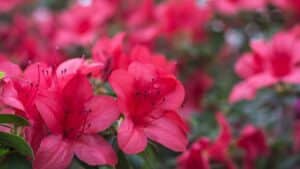 Azaleas - not for a dog-friendly yard