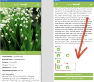 PlantTAGG screenshot - Lily of the Valley not for a Dog-Friendly yard