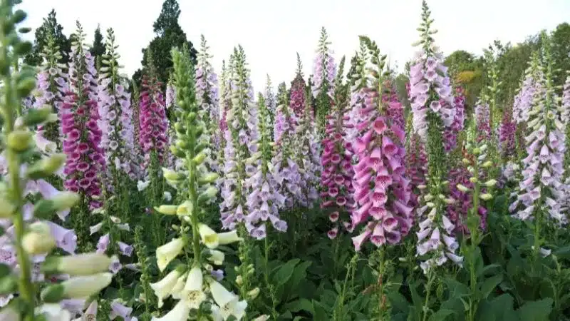 keep deer away with foxglove