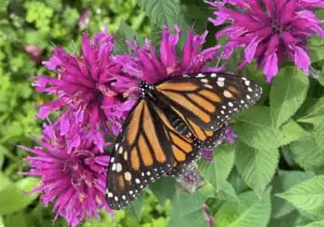 Spring Garden Tour at White Rock Lake