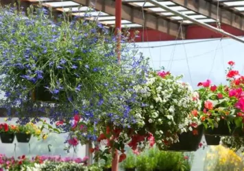 Local Garden Center containers