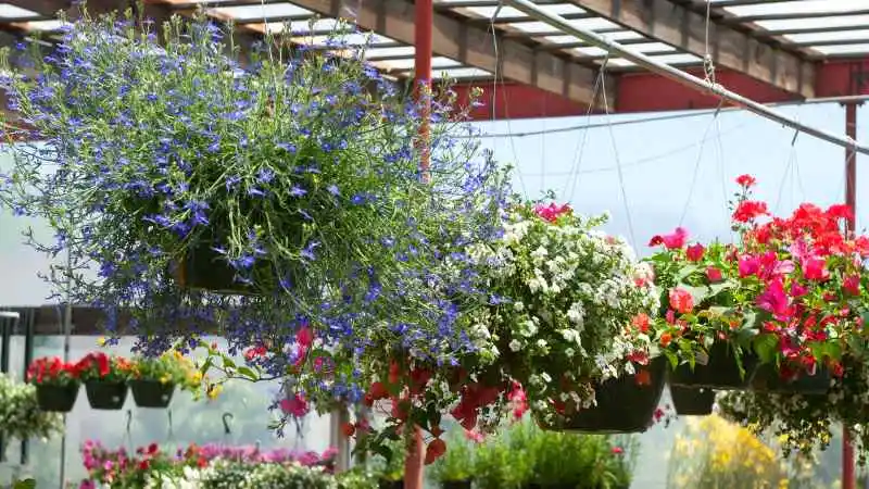 Local Garden Center containers