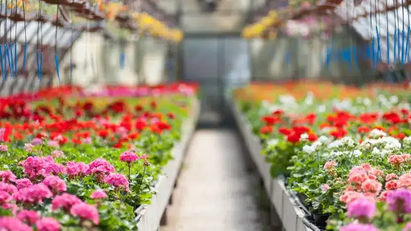 Colorful flowers in a local garden center