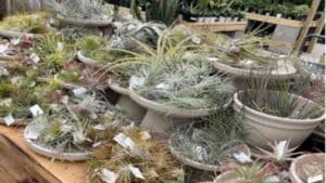 Air Plants in a garden center