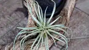 Air Plants on bark