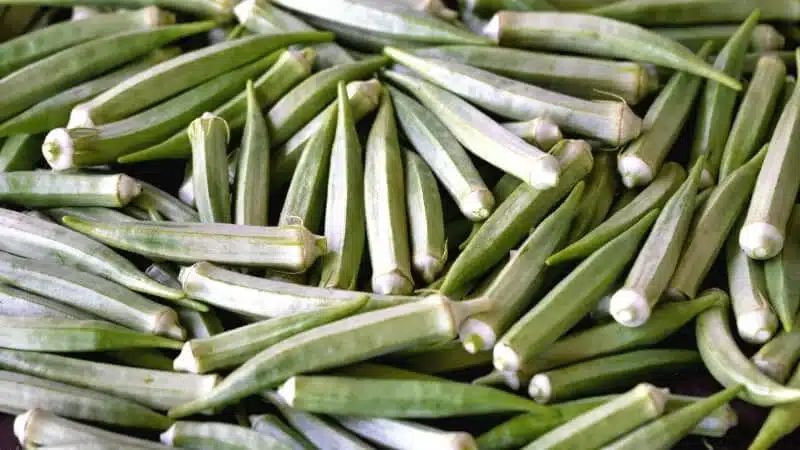 growing vegetables - okra