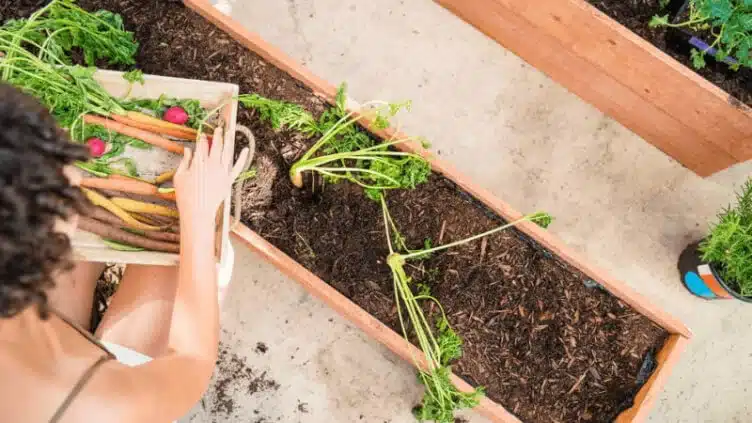 raised bed garden