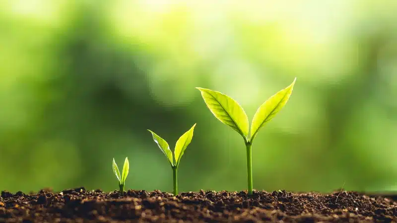 seedlings growing from starting seeds