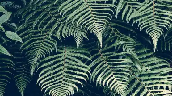 ferns in shade