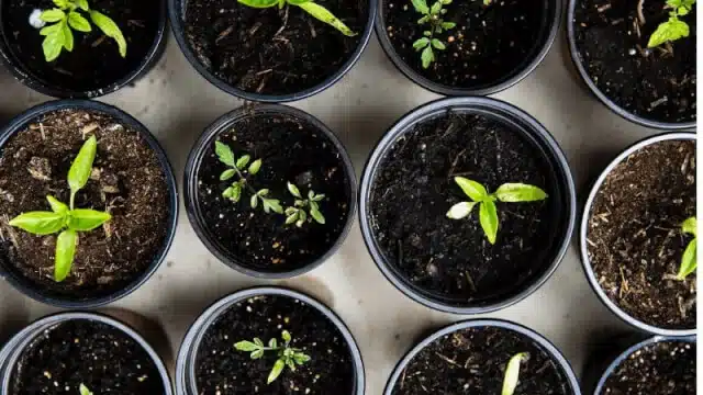 seedlings in different soil types