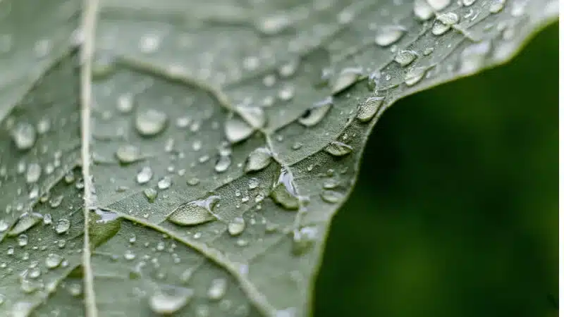 raindrops on leaf