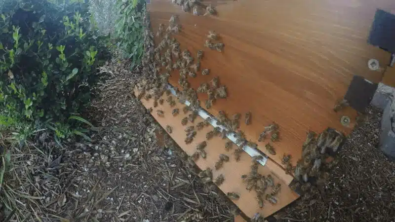 honey bee hive