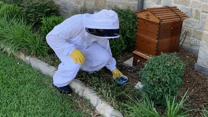 checking the honey bees