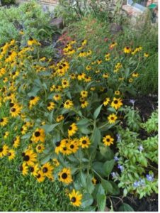 summer gardening with blackeyed susan