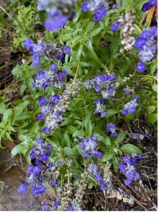 summer gardening with blue salvia