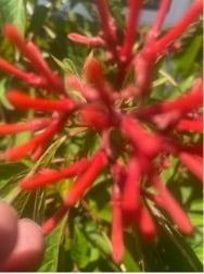 summer gardening with firebush