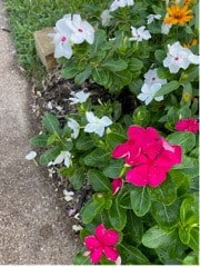 summer gardening with madagascar periwinkle