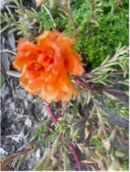 summer gardening with moss rose