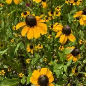 Black-Eyed-Susan-RH1