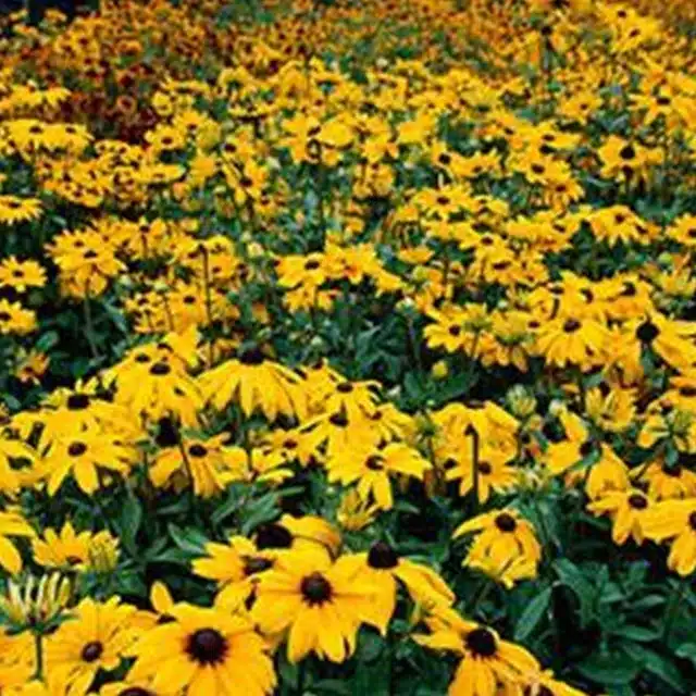 Black-Eyed-Susan-RH2