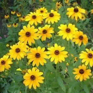 Black-Eyed-Susan-RH3