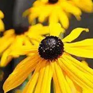 Black-Eyed-Susan-RH4