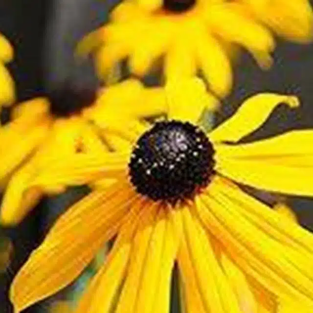 Black-Eyed-Susan-RH4