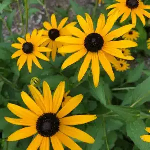 Black-Eyed-Susan-RH5