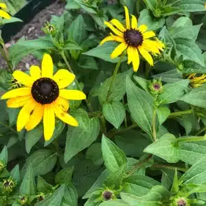 Black-Eyed-Susan-RH6