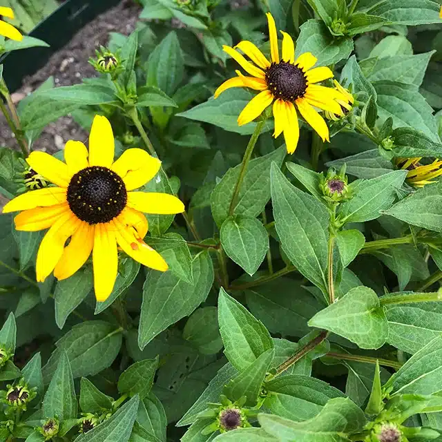 Black-Eyed-Susan-RH6