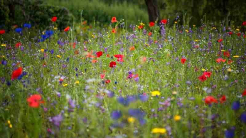 native plants in a field