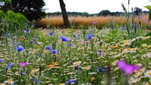 native plants in a field