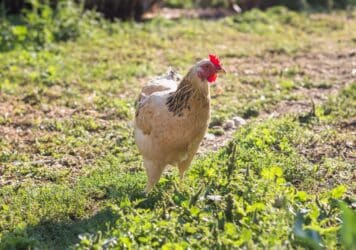 Chicken in a Chicken-Friendly Garden