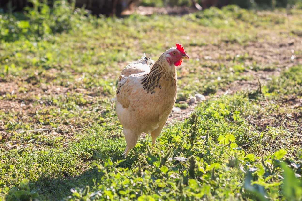 Chicken in a Chicken-Friendly Garden