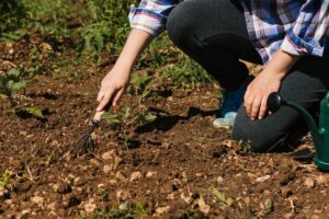 prepping a chicken-friendly garden