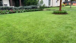 zoysia turgrass yard