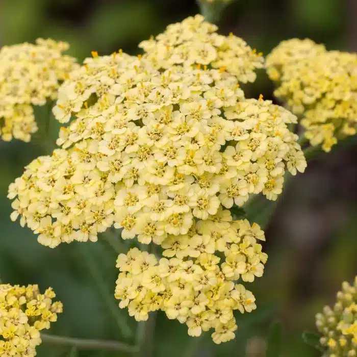 WIAchillea_millefolium_jYFtgIDmMzzt.jfif_.jpg