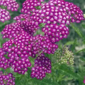 WIBEP10827_ACHILLEA_MILLEFOLIUM_CASSIS_-scaled.jpg.jpg