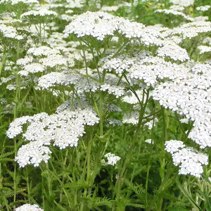 WIachillea_millefolium_2.jpg.jpg