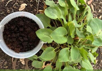 Coffee grounds next to a plant garden