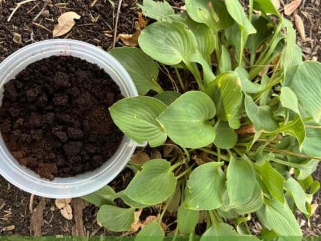 Coffee grounds next to a plant garden