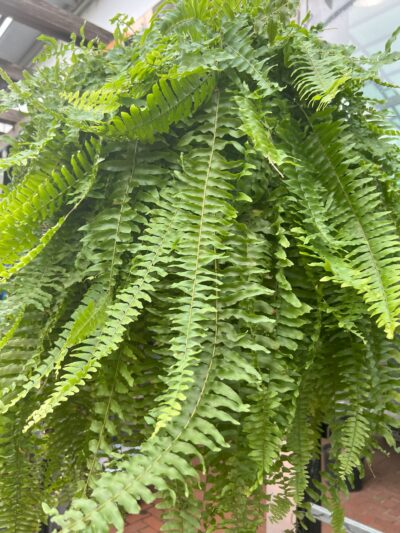 stunning houseplant - boston fern